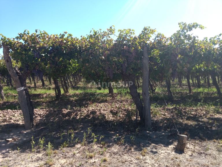 Finca en Venta en Lavalle, Mendoza