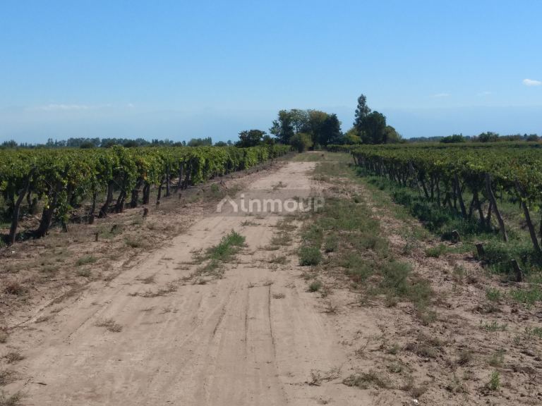 Finca en Venta en Lavalle, Mendoza