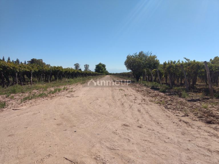 Finca en Venta en Lavalle, Mendoza