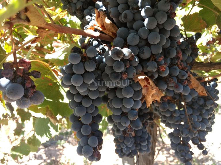 Finca en Venta en Lavalle, Mendoza