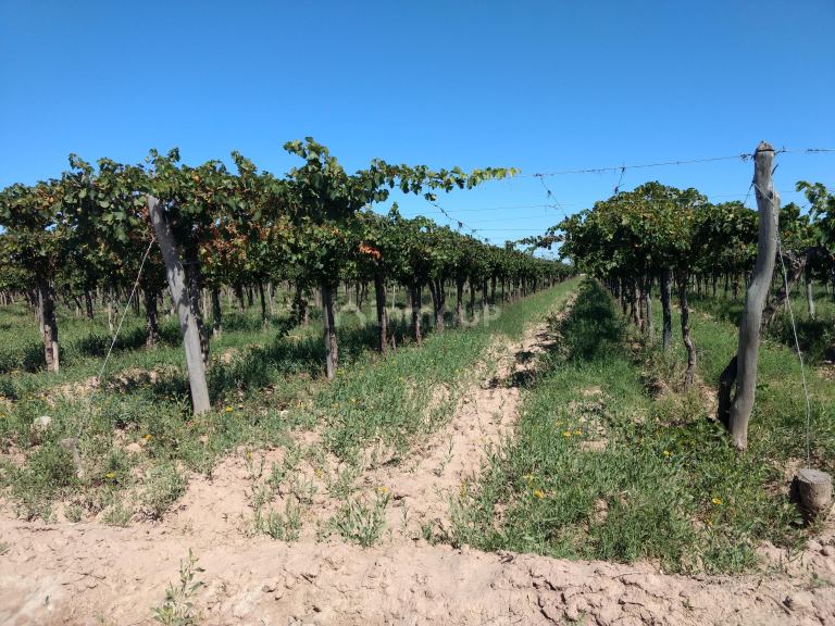 Finca en Venta en Lavalle, Mendoza