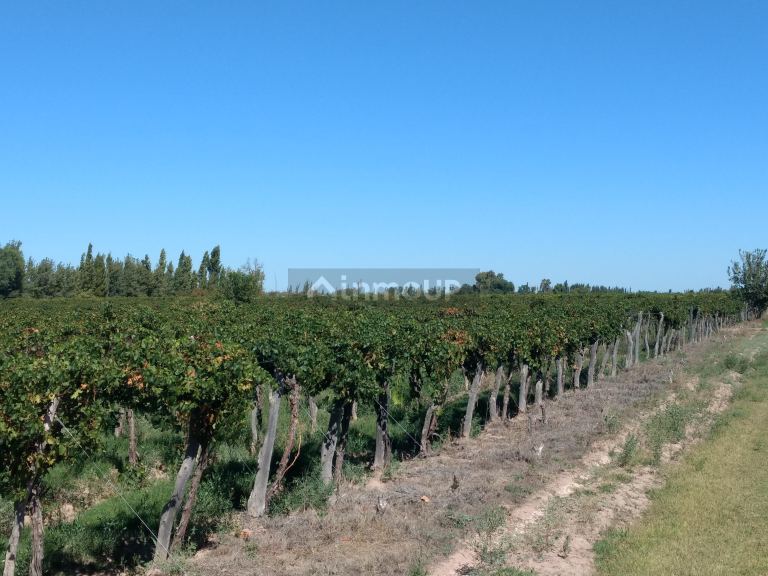 Finca en Venta en Lavalle, Mendoza