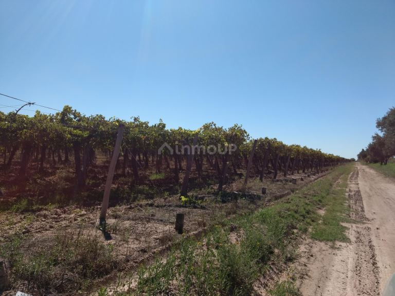 Finca en Venta en Lavalle, Mendoza