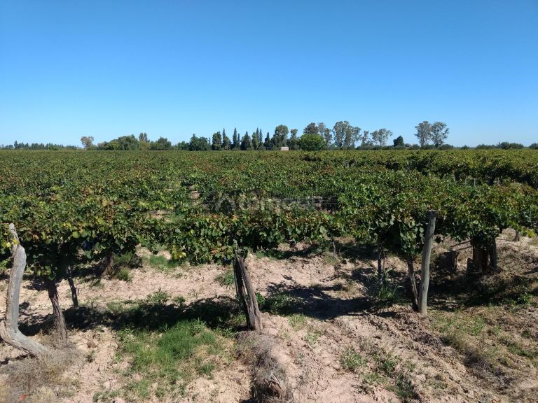 Finca en Venta en Lavalle, Mendoza