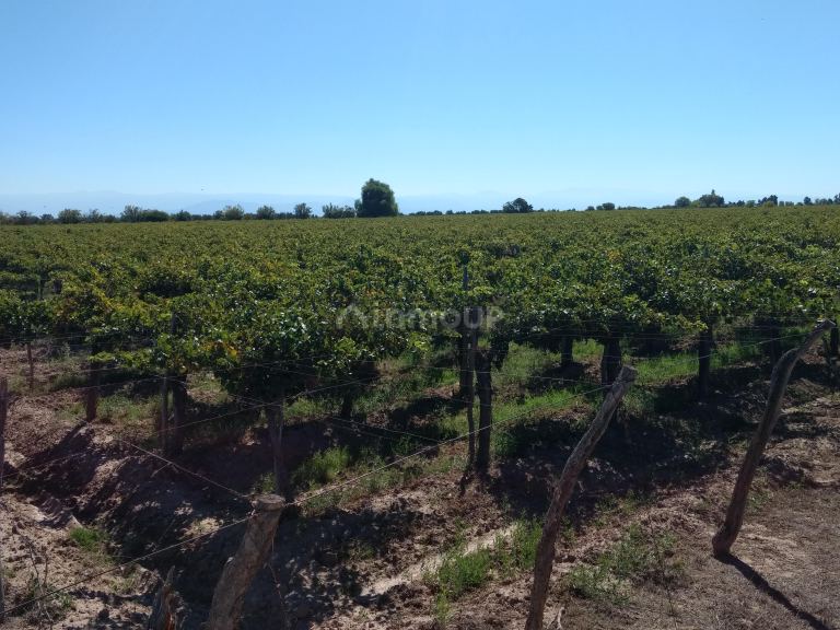 Finca en Venta en Lavalle, Mendoza