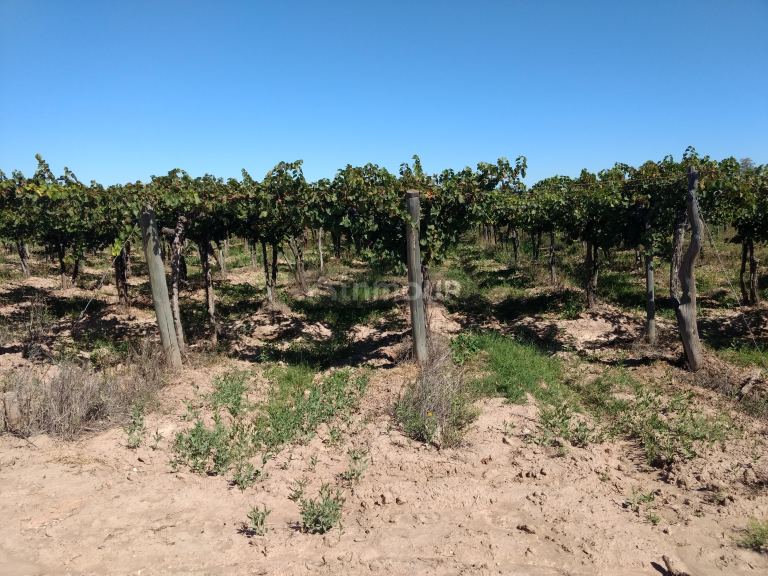 Finca en Venta en Lavalle, Mendoza