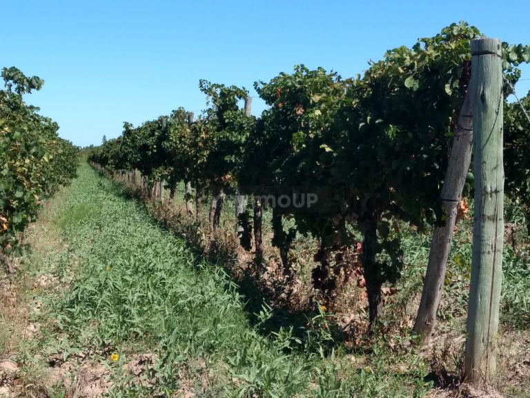 Finca en Venta en Lavalle, Mendoza