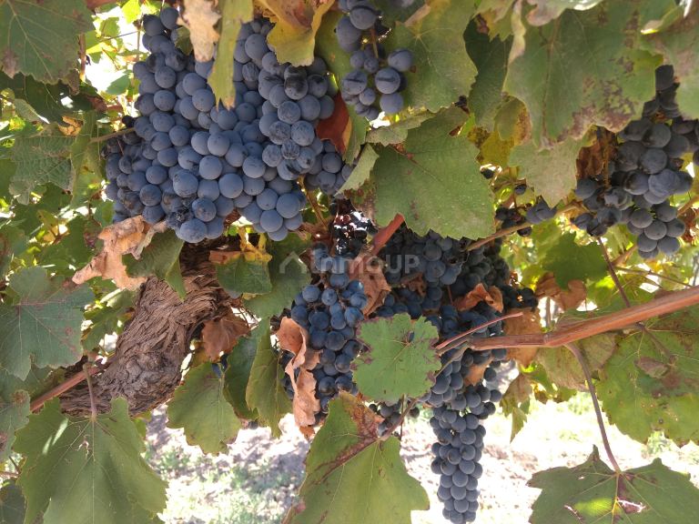 Finca en Venta en Lavalle, Mendoza