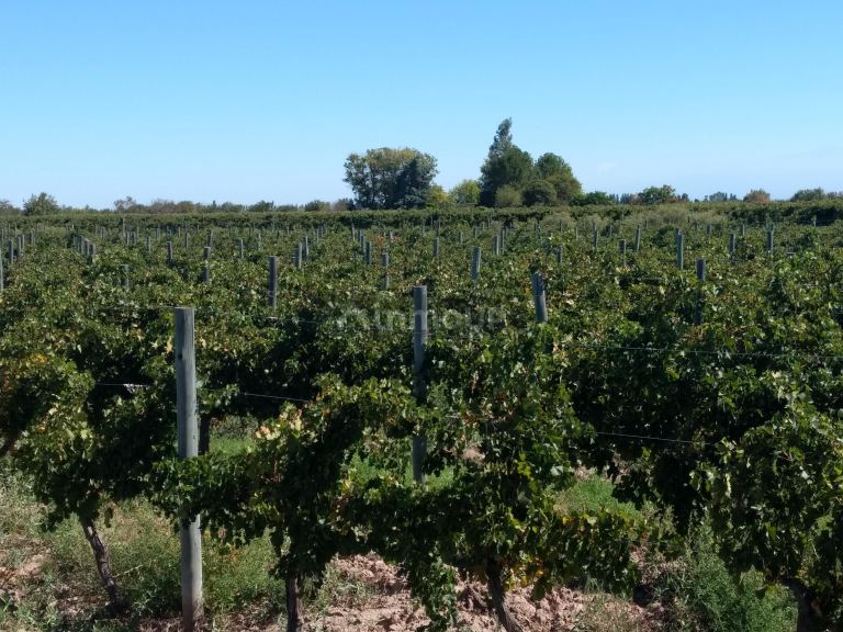 Finca en Venta en Lavalle, Mendoza