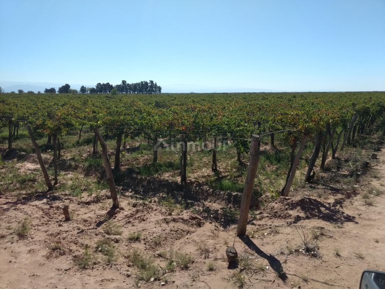 Finca en Venta en Lavalle, Mendoza