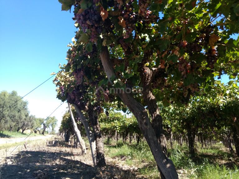 Finca en Venta en Lavalle, Mendoza