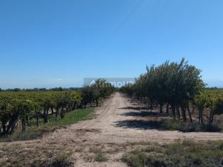 Lavalle 25 Has de Parrales en Colonia El Carmen