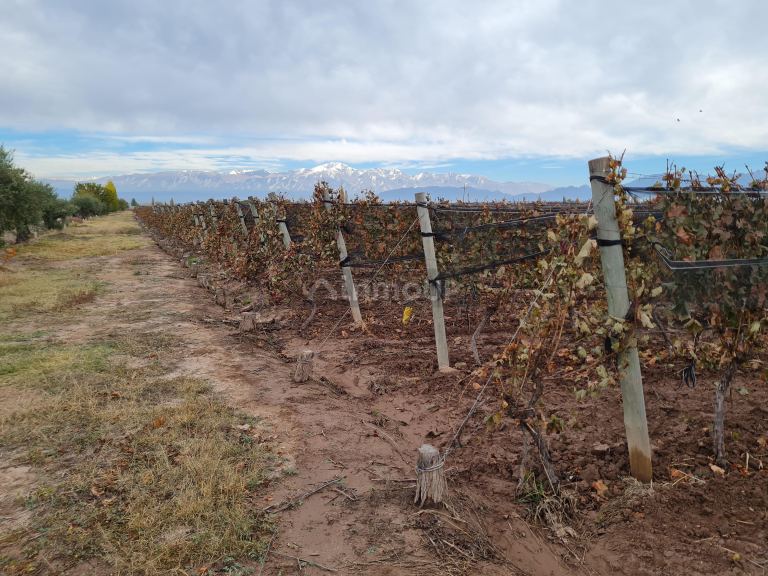 Finca en Venta en Lujan de Cuyo, Mendoza