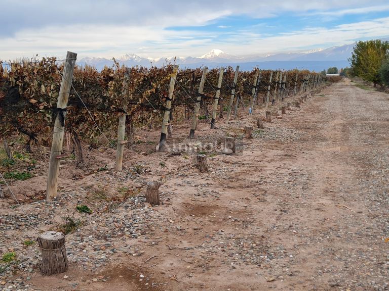 Finca en Venta en Lujan de Cuyo, Mendoza