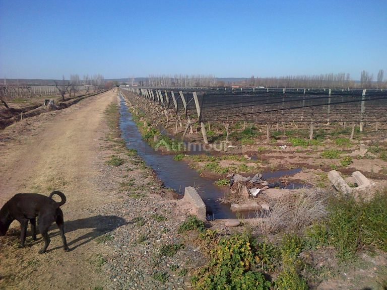 Finca en Venta en Lujan de Cuyo, Mendoza