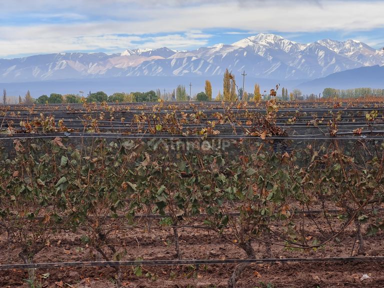 Finca en Venta en Lujan de Cuyo, Mendoza