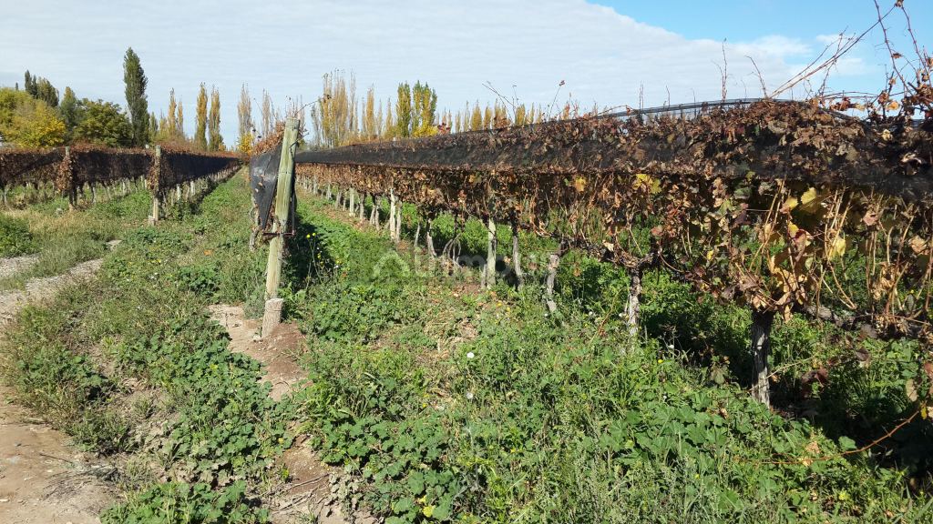 Finca en Venta en Lujan de Cuyo, Mendoza