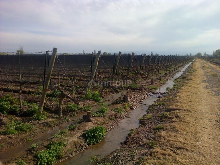 Finca en Venta en Lujan de Cuyo, Mendoza