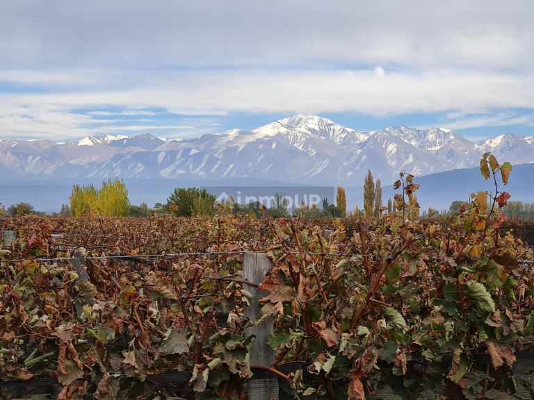 Finca en Venta en Lujan de Cuyo, Mendoza