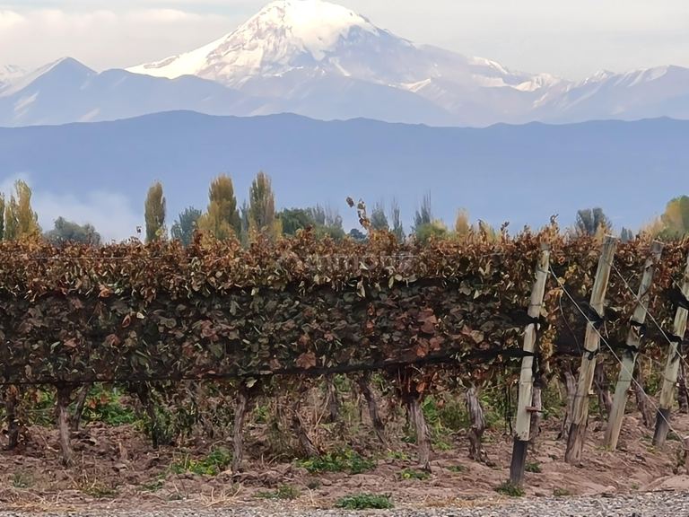 Finca en Venta en Lujan de Cuyo, Mendoza