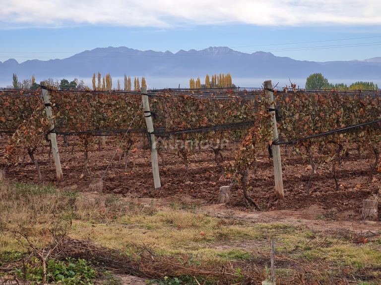 Finca en Venta en Lujan de Cuyo, Mendoza