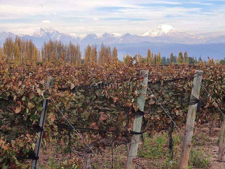 Finca en Venta en Lujan de Cuyo, Mendoza