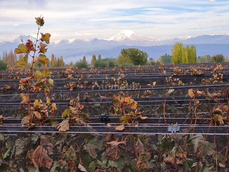 Finca en Venta en Lujan de Cuyo, Mendoza