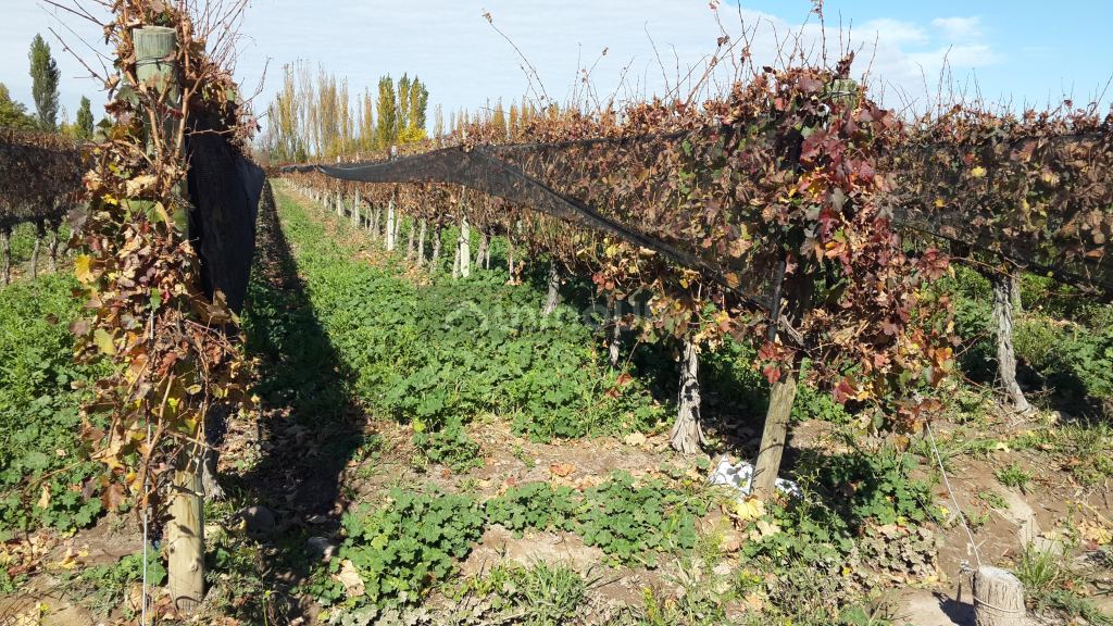 Finca en Venta en Lujan de Cuyo, Mendoza