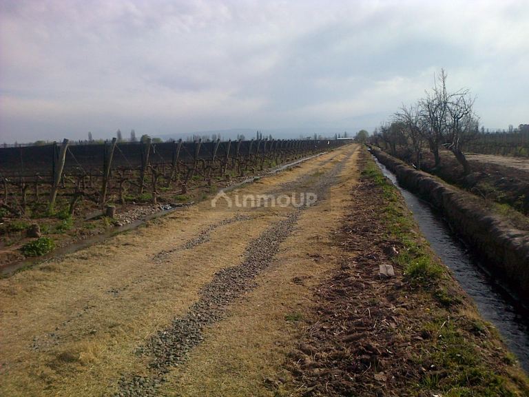 Finca en Venta en Lujan de Cuyo, Mendoza