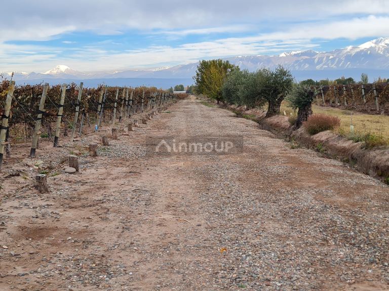 Finca en Venta en Lujan de Cuyo, Mendoza