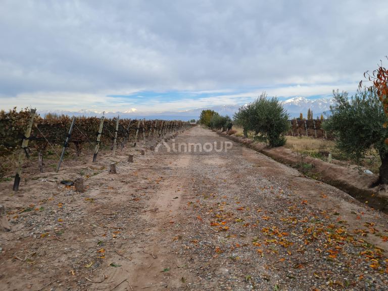 Finca en Venta en Lujan de Cuyo, Mendoza