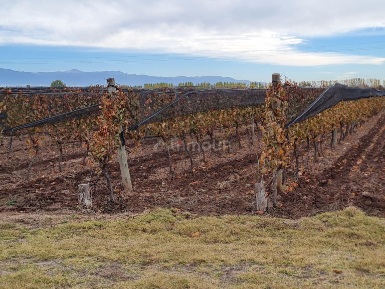 Finca en Venta en Lujan de Cuyo, Mendoza