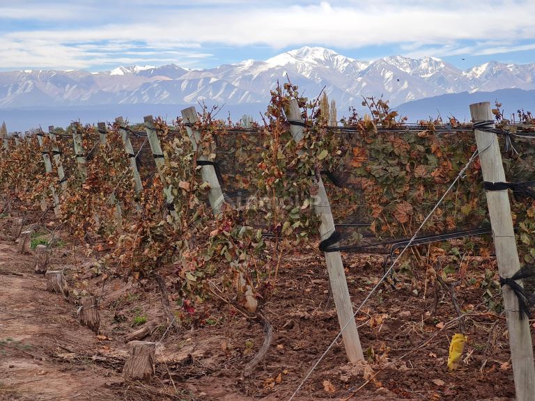 Finca en Venta en Lujan de Cuyo, Mendoza