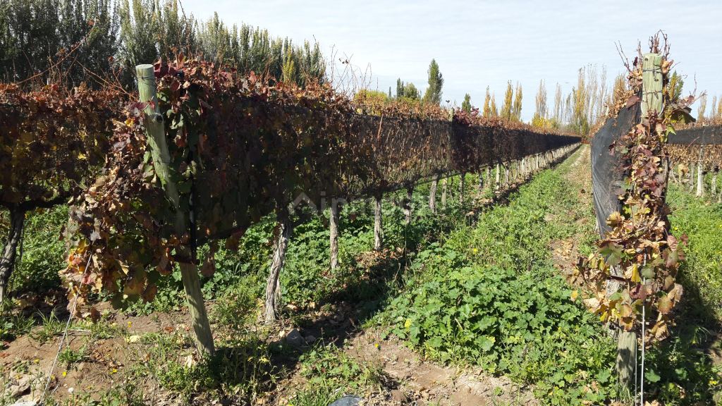 Finca en Venta en Lujan de Cuyo, Mendoza
