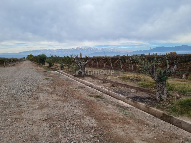 Finca en Venta en Lujan de Cuyo, Mendoza