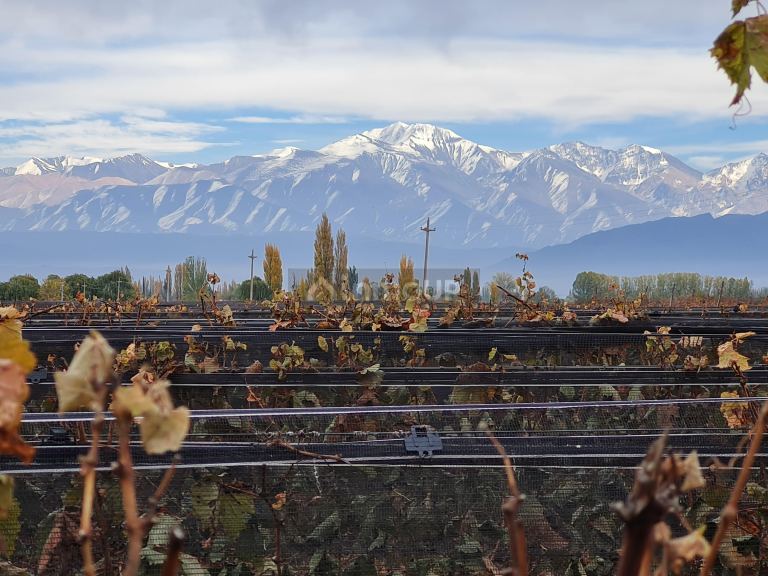 Finca en Venta en Lujan de Cuyo, Mendoza