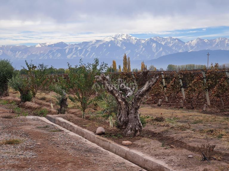 Finca en Venta en Lujan de Cuyo, Mendoza