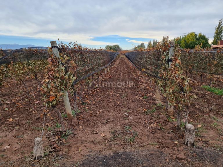 Finca en Venta en Lujan de Cuyo, Mendoza