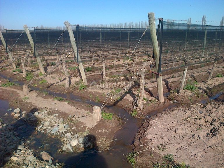 Finca en Venta en Lujan de Cuyo, Mendoza