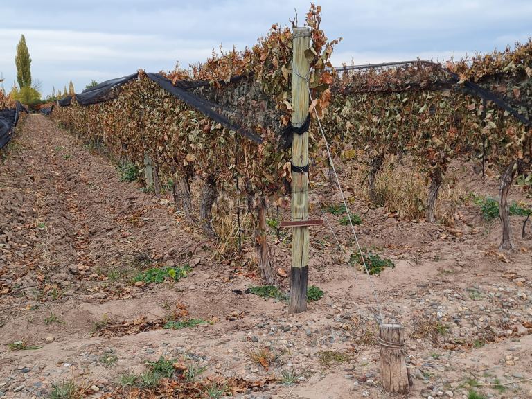 Finca en Venta en Lujan de Cuyo, Mendoza