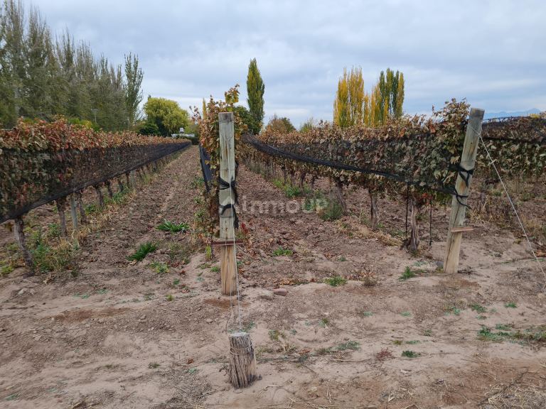 Finca en Venta en Lujan de Cuyo, Mendoza