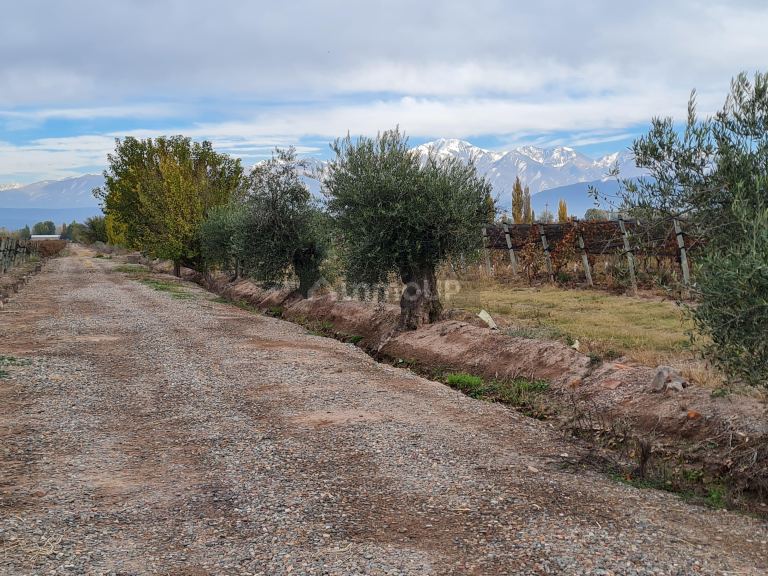 Finca en Venta en Lujan de Cuyo, Mendoza