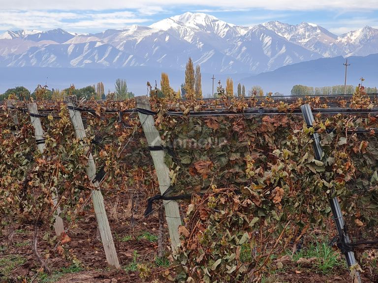 Finca en Venta en Lujan de Cuyo, Mendoza