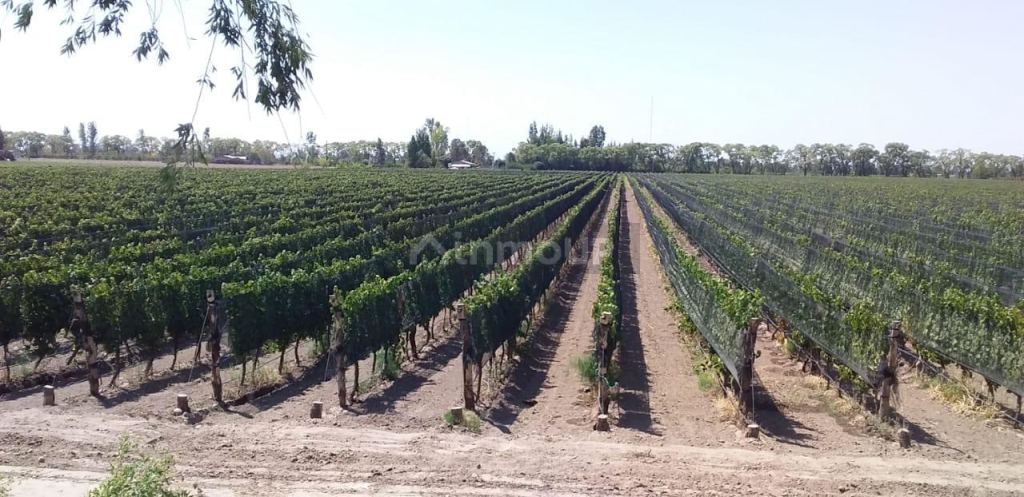Finca en Venta en San Carlos, Mendoza