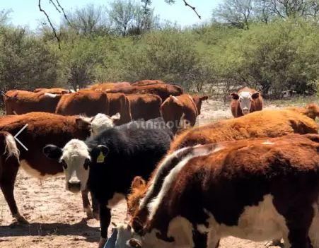 Campo en Venta en La Paz, Mendoza