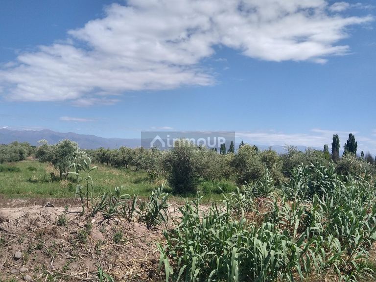 Finca en Venta en Maipu, Mendoza