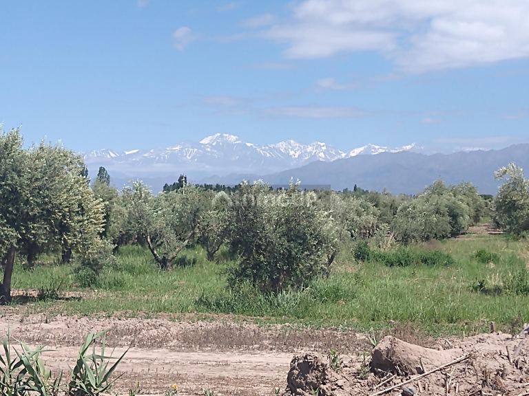 Finca en Venta en Maipu, Mendoza