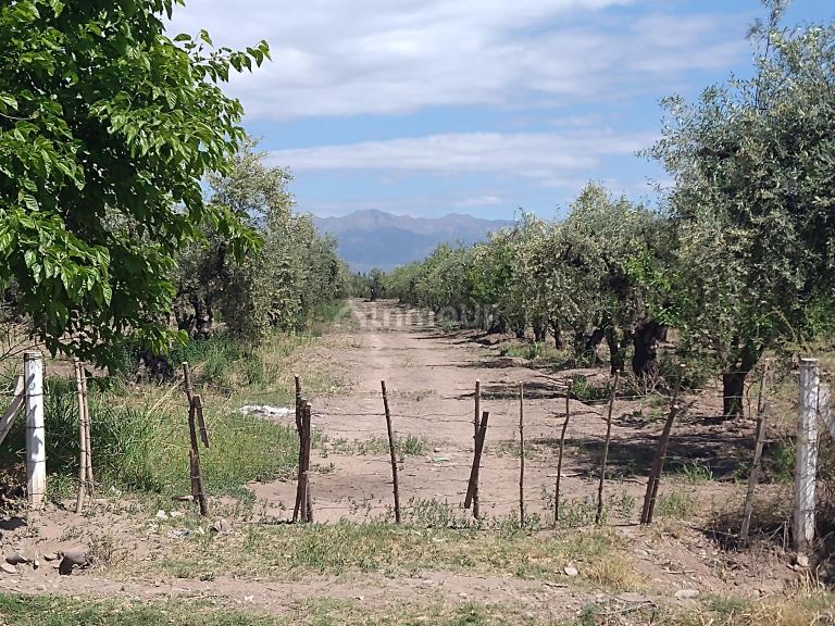 Finca en Venta en Maipu, Mendoza