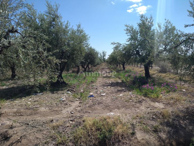 Finca en Venta en Maipu, Mendoza
