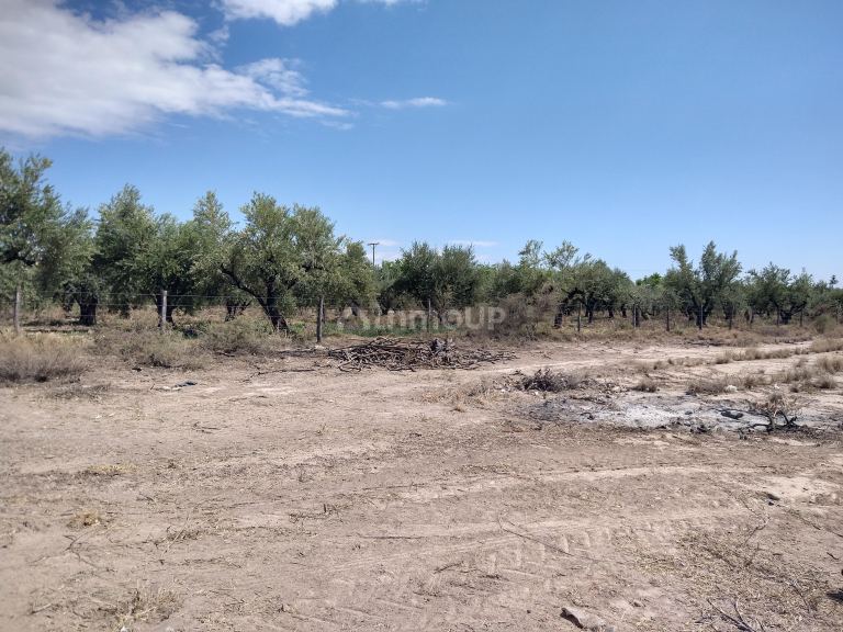 Finca en Venta en Maipu, Mendoza